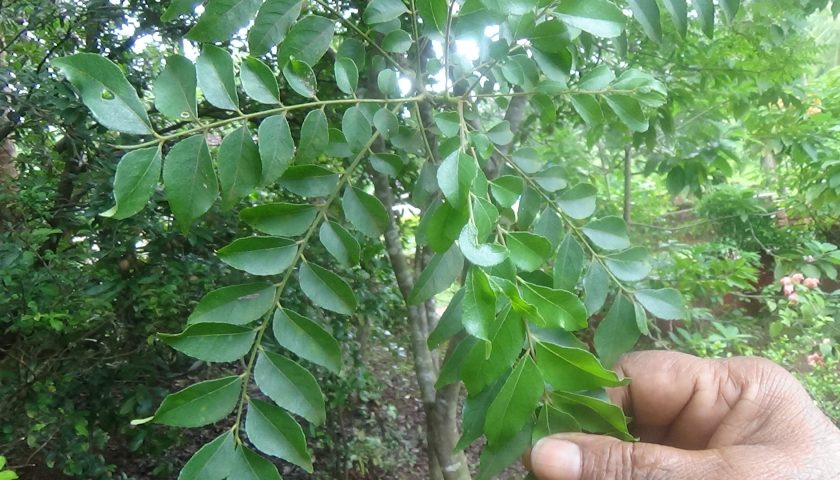 Liście curry – popularna przyprawa i środek leczniczy