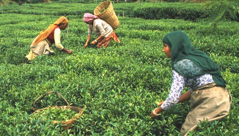 Ilam, Nepal i promocja turystyki herbacianej